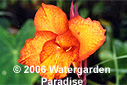 Canna x generalis cv. 'Australia'