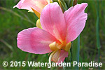 Canna glauca 'Cotton Candy'