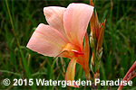 Canna glauca 'Peach Sensation'