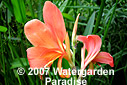 Canna glauca 'Taney'