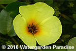 Hydrocleys nymphoides