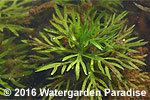 Hottonia palustris