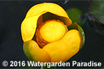 Nuphar advena