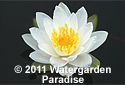 Nymphaea 'Alba Plenissima'