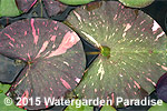 Nymphaea 'Arc-en-Ciel'