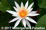 Nymphaea 'Arc-en-Ciel'