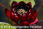 Nymphaea 'Black Princess'