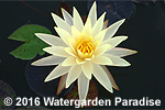 Nymphaea 'Cliff Tiffany'