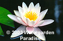 Nymphaea 'Colossea'