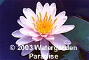 Nymphaea 'Caroliniana Perfecta'