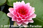 Nymphaea 'Fireball'