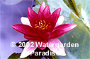 Nymphaea 'Froebeli'
