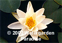 Nymphaea 'Gladstoniana'