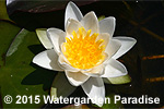 Nymphaea 'Laydekeri Alba'