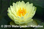 Nymphaea 'Lemon Chiffon'