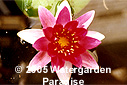 Nymphaea 'Marliacea Ignea'