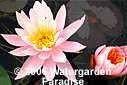 Nymphaea 'odorata William B. Shaw'