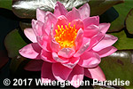 Nymphaea 'Perry's Crinkled Pink'
