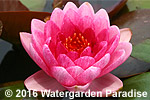 Nymphaea 'Perry's Red Dwarf'