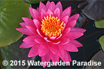 Nymphaea 'Perry's Viviparous Pink'
