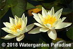 Nymphaea 'Pygmaea Helvola'