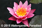 Nymphaea 'Pink Sensation'