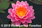 Nymphaea 'Perry's Pink'