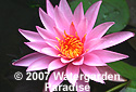 Nymphaea 'Pink Velvet'