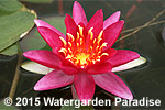 Nymphaea 'Vesuve'