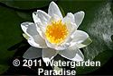Nymphaea 'Virginalis'