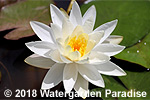 Nymphaea 'Virginia'