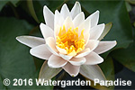 Nymphaea 'Walter Pagels'