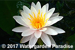 Nymphaea odorata 'William B. Shaw'