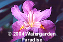 Iris 'Andy Dandy' (Louisiana Iris)