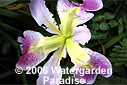 Iris 'Bayou Heartthrob' (Louisiana Iris)