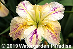Iris 'Beguiling Eyes' (Louisiana Iris)