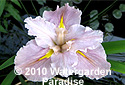 Iris 'Braemer' (Louisiana Iris)