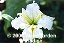 Iris 'Breathe Easy' (Louisiana Iris)
