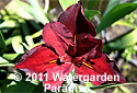 Iris 'Cajun Cookery' (Louisiana Iris)