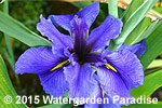 Iris 'Clyde Redmond' (Louisiana Iris)