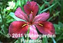 Iris 'Creole Flame' (Louisiana Iris)