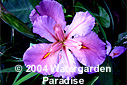 Iris 'Creole Queen' (Louisiana Iris)