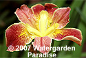 Iris 'Cajun Sunrise' (Louisiana Iris)
