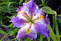 Iris 'Elusive Butterfly' (Louisiana Iris)