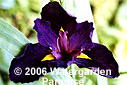 Iris 'Empress Josephine' (Louisiana Iris)