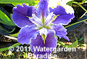 Iris 'Freedom Ride' (Louisiana Iris)