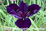 Iris 'Full Eclipse' (Louisiana Iris)