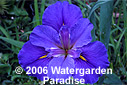 Iris 'Gulf Shores' (Louisiana Shores)