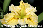 Iris 'Halls of Ivy' (Louisiana Iris)