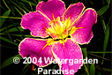 Iris 'Hand In Hand' (Louisiana Iris)